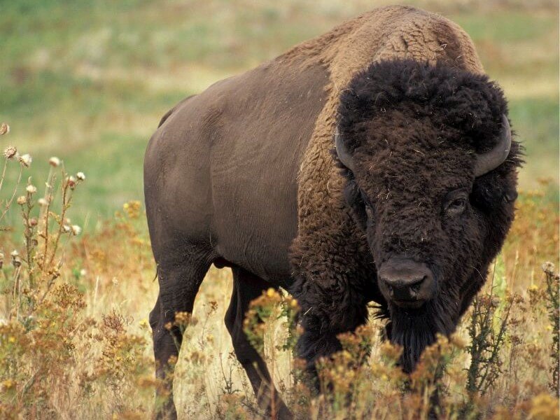 image of a american bison