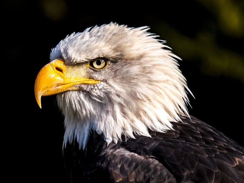 image of an bold eagle, think of the america eagle