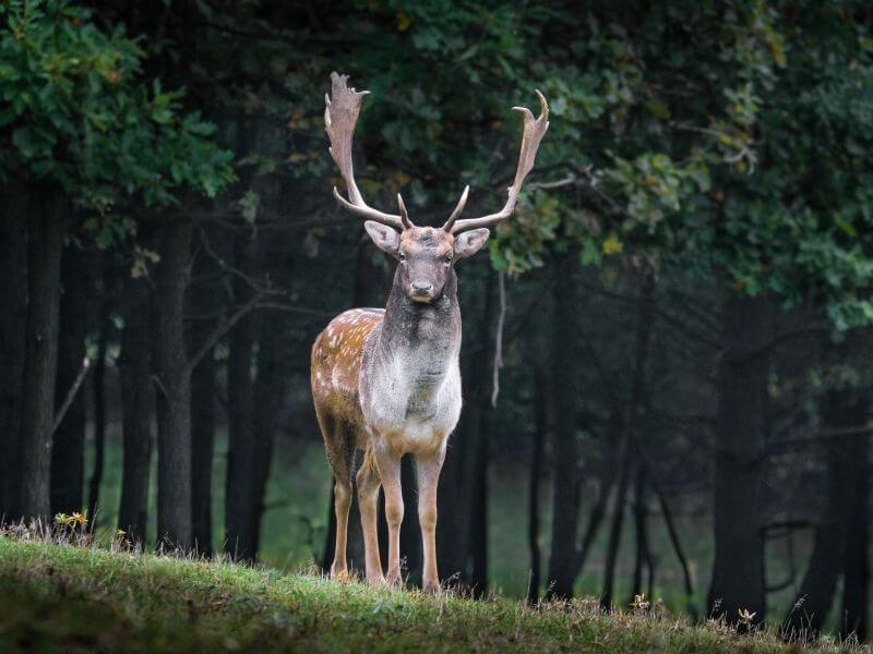 image of an male, antler deer in spring time