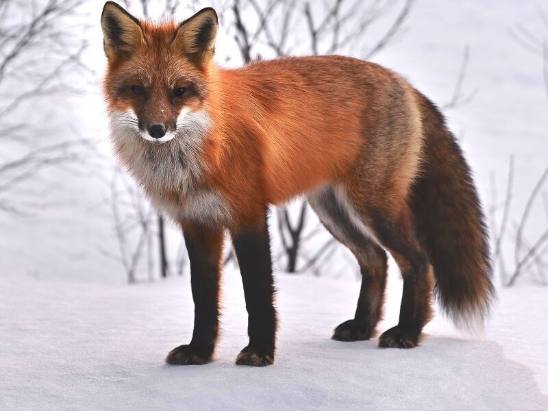 image of an red fox in winter times
