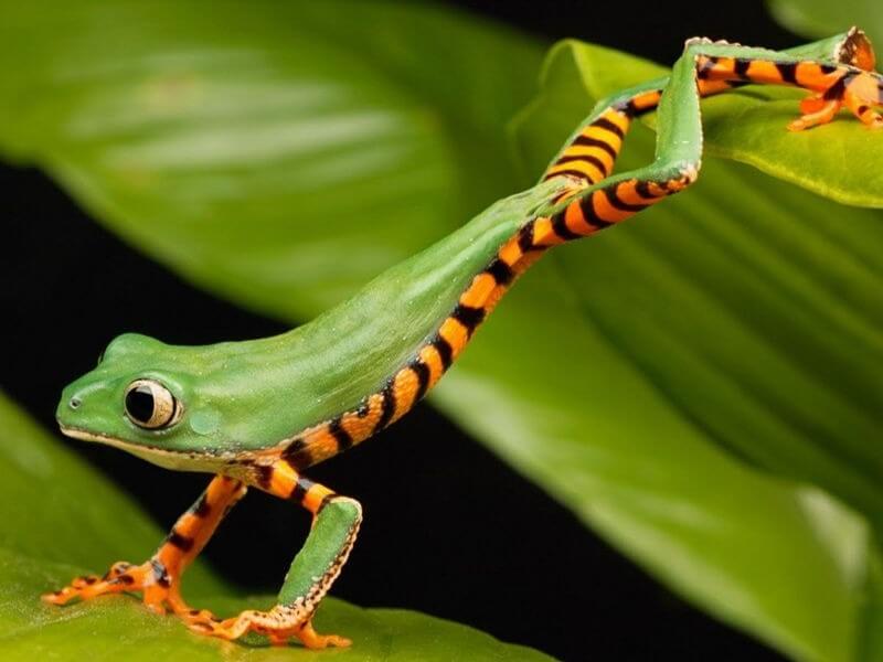 image of an amazone tree frog