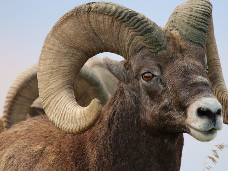 image of two horned mountain goat