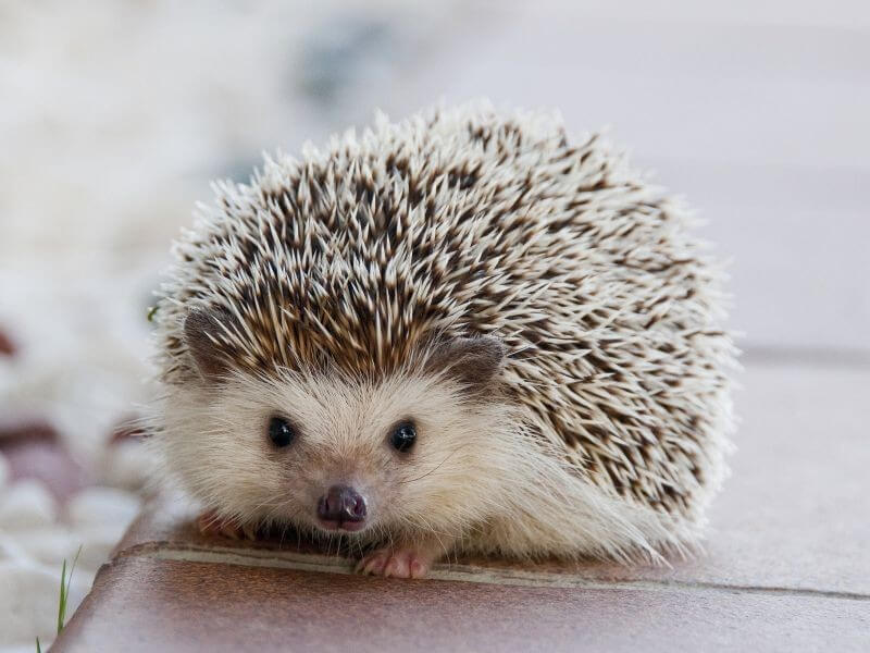image of household hedgehog