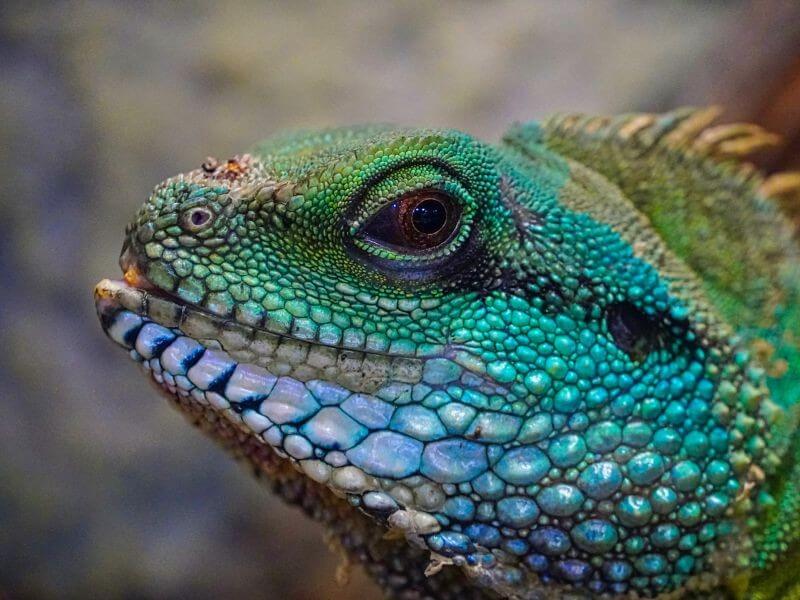 image of iguana lizard