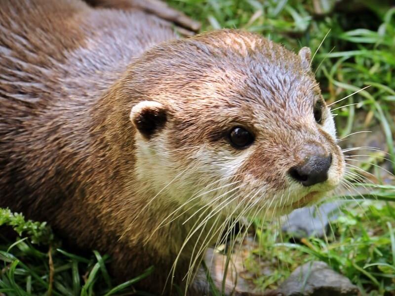 image of river otter