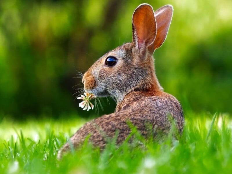 image of wild hare