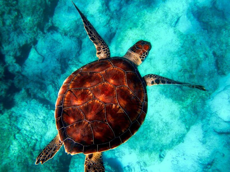 image of soft shell sea tortle in the sea