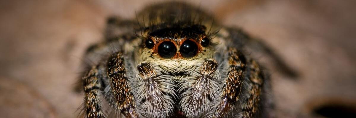 close up image of the tiny jumping spider