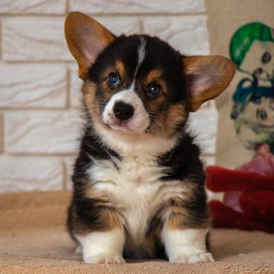 a cut looking black, orange, and white corgi looking at the left side