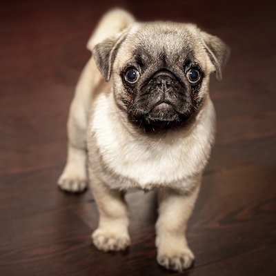 a stout white pug staring aimlessly at you
