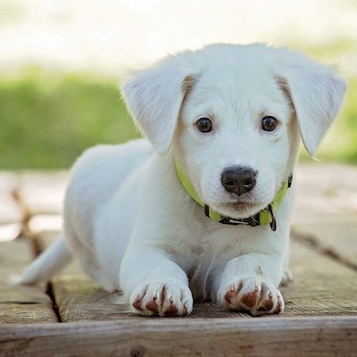 A white puppy sitting on a wooden bench